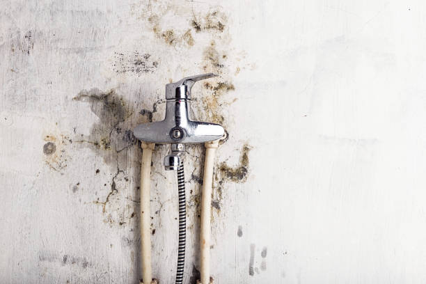 Best Post-Flood Mold Remediation in Jonesboro, IL