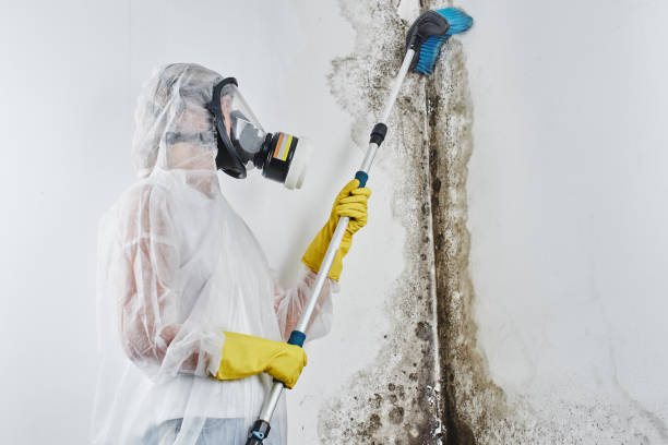 Best Bathroom Mold Remediation in Jonesboro, IL