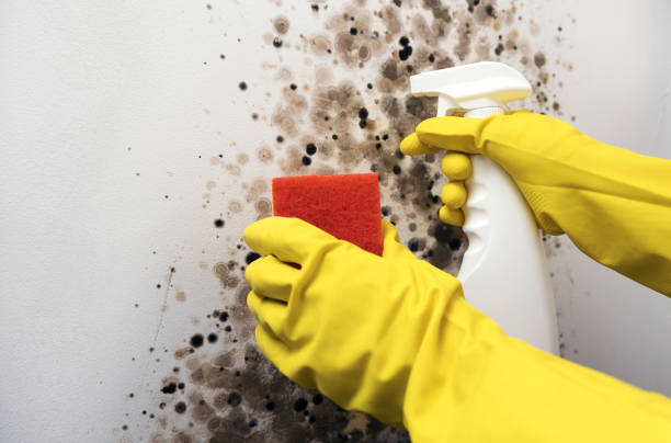 Best Industrial Mold Remediation in Jonesboro, IL
