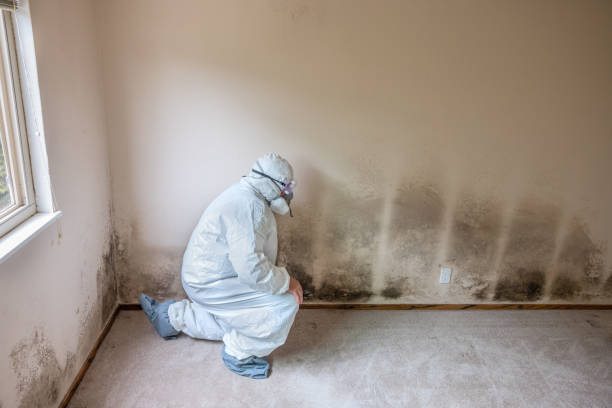 Best DIY Mold Remediation Support Services in Jonesboro, IL