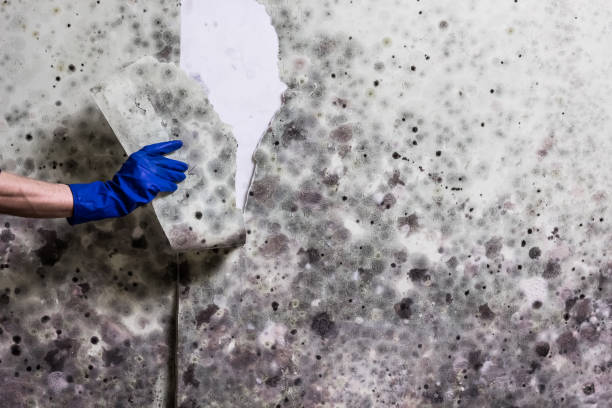 Best Health and Safety Mold Remediation in Jonesboro, IL