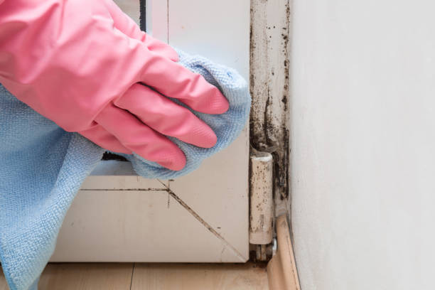 Best Basement Mold Remediation in Jonesboro, IL